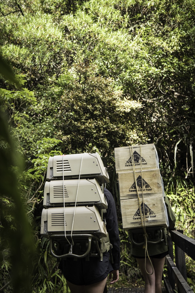 Conservation team carrying Rewild traps
